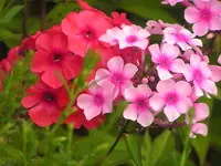 2009  Garten - 8 - 033.webp