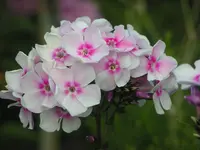 2009  Garten - 8 - 032.webp