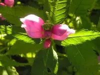 2009  Garten - 8 - 312.webp