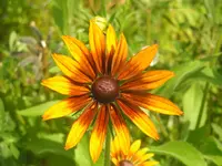 2009  Garten -7-1 003.webp