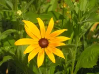 2009  Garten -7-1 004.webp