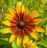 2009  Garten -7-1 Sonnenhut tricolor 003.webp