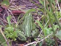 2009  Garten -7-4-3 054.webp