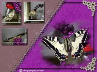collage schmetterling alfiwe.webp