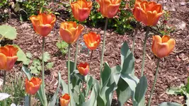 mai 2009 014.webp