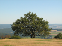 IMG_2497.webp