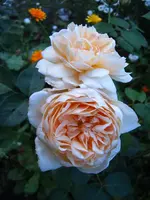 S4300022.webp