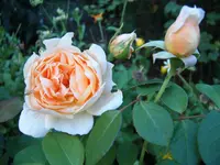 S4300023.webp