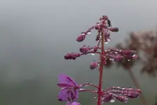L1060079.webp