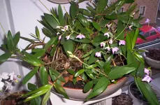 100_0804.webp