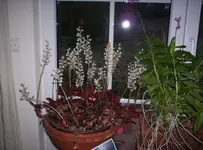 100_1815.webp