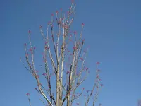 Winter 2008 722 v.webp
