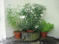 20090825_9248.webp