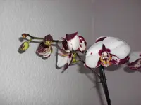 CIMG1456.webp