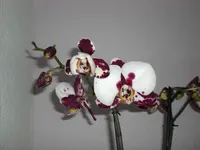 CIMG1453.webp
