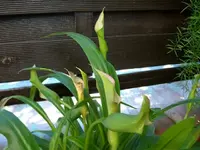 Calla1.webp