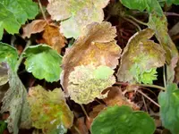 Heuchera1.webp