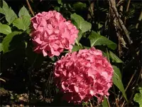 HortensieF60135.webp