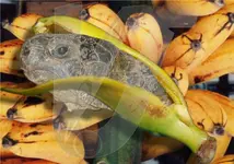 BanakröteHinter_VJ_1600px.webp