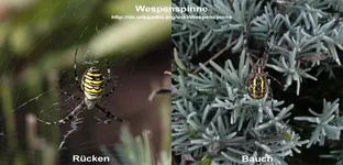 Wespenspinne.jpg