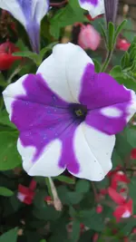 016.webp