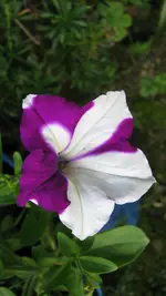 019.webp