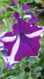 021.webp