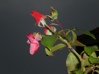 CIMG4949.webp
