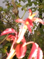 CIMG4947.webp