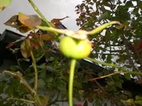 CIMG4946.webp