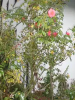 CIMG4941.webp