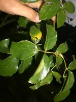 CIMG4943.webp