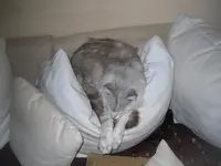 kater.webp