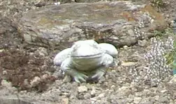 Frosch.webp
