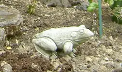 Frosch (1).webp
