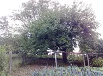 Apfelbaum.webp