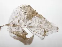 Blatt-Skelett (12).webp