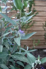 IMG_0906  1.webp