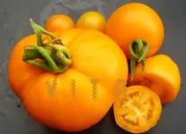 Orange.webp