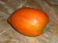 tomate bunt.webp