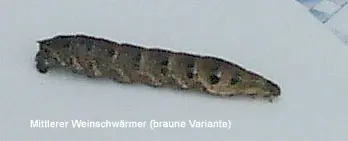 WeinschwärmerF.webp