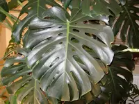 Monstera.webp