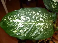Diffenbachia.webp