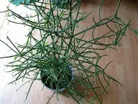 Bleistiftbaum.webp