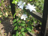 008.webp