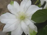 008.webp