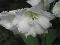 008.webp