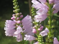 020.webp