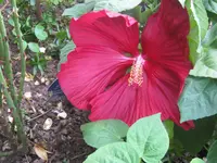 002.webp