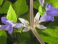 040.webp